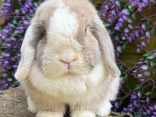Mini Lop rabbits Mini lop - Advert 1