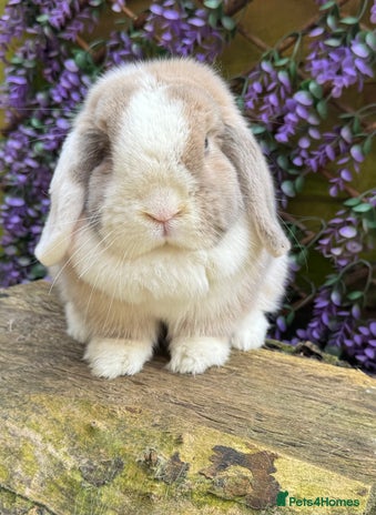 Mini Lop rabbits Mini lop - Advert 1