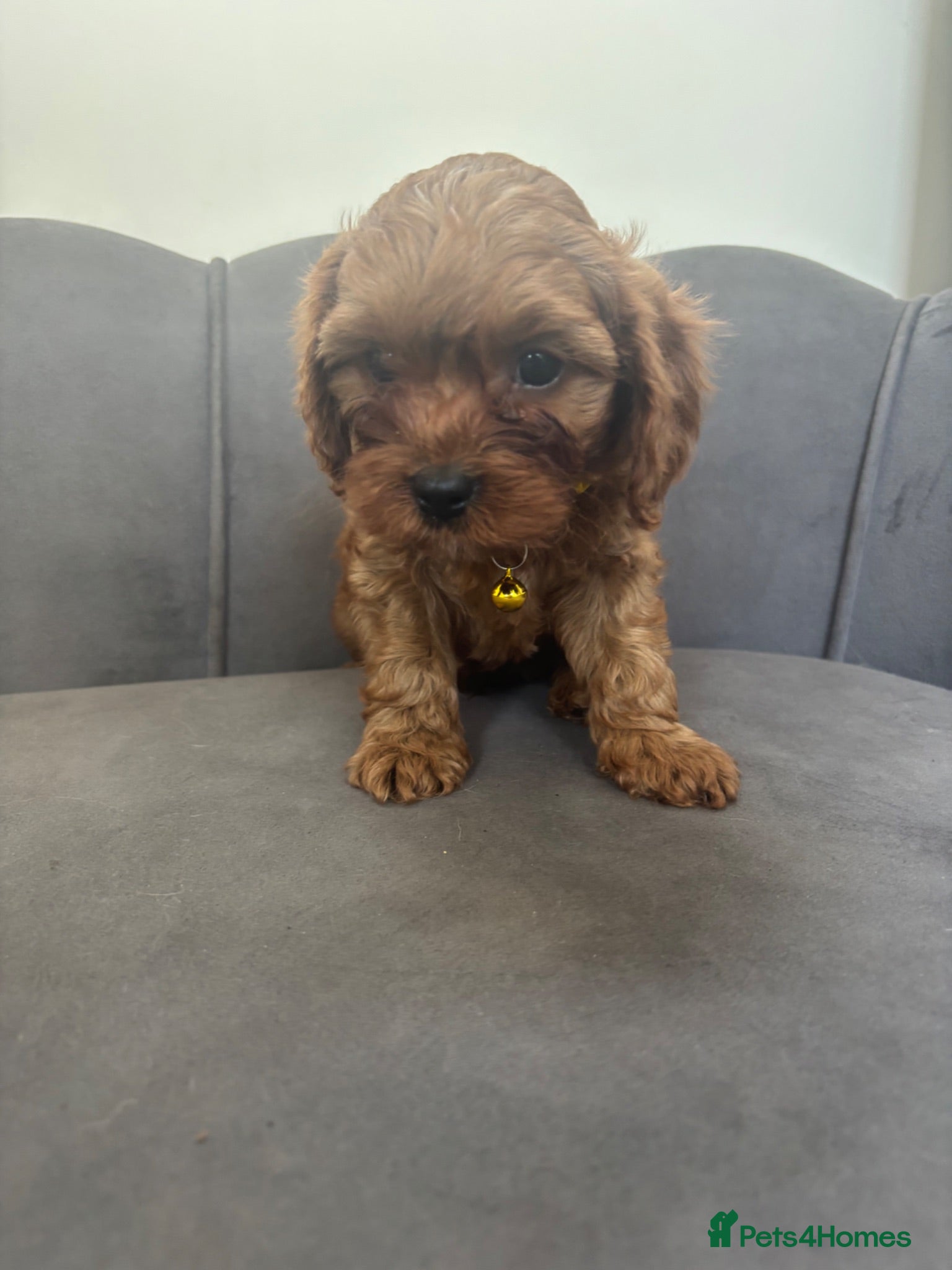 Cavapoo dogs Stunning F1 Cavapoo Pups ready 17 July  - Advert 2