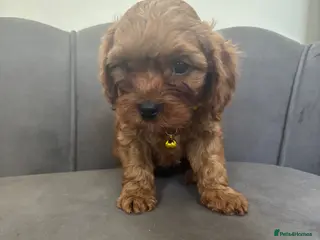 Cavapoo dogs Stunning F1 Cavapoo Pups ready 17 July - Advert 2