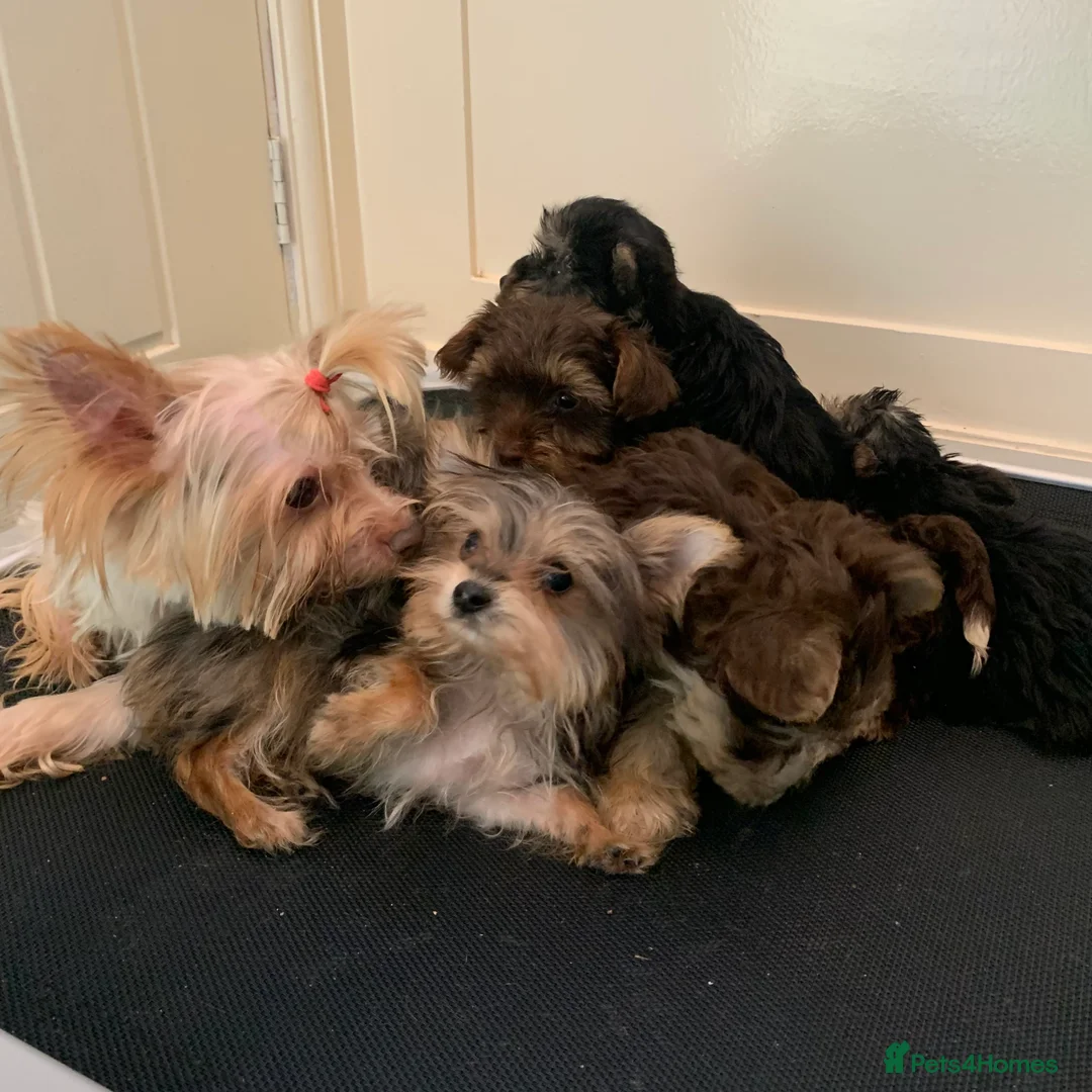 Biewer Terrier dogs for sale: Stunning male Biewer terrier  - Advert 3