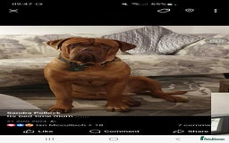 Dogue De Bordeaux dogs for stud: Dougie for stud - Image 4