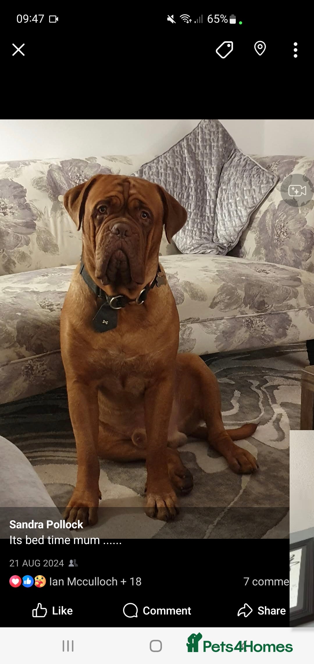 Dogue De Bordeaux dogs for stud: Dougie for stud - Image 4