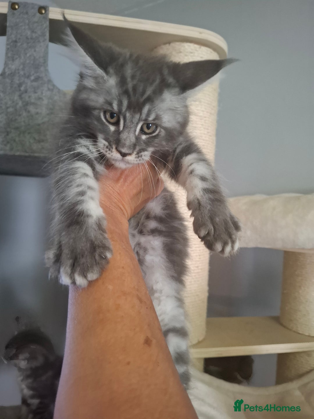 Maine Coon cats for sale: Xxl pure mainecoons  - Image 10