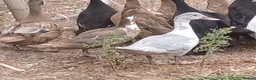 Ducks poultry for sale: Female muscovys - Advert 3