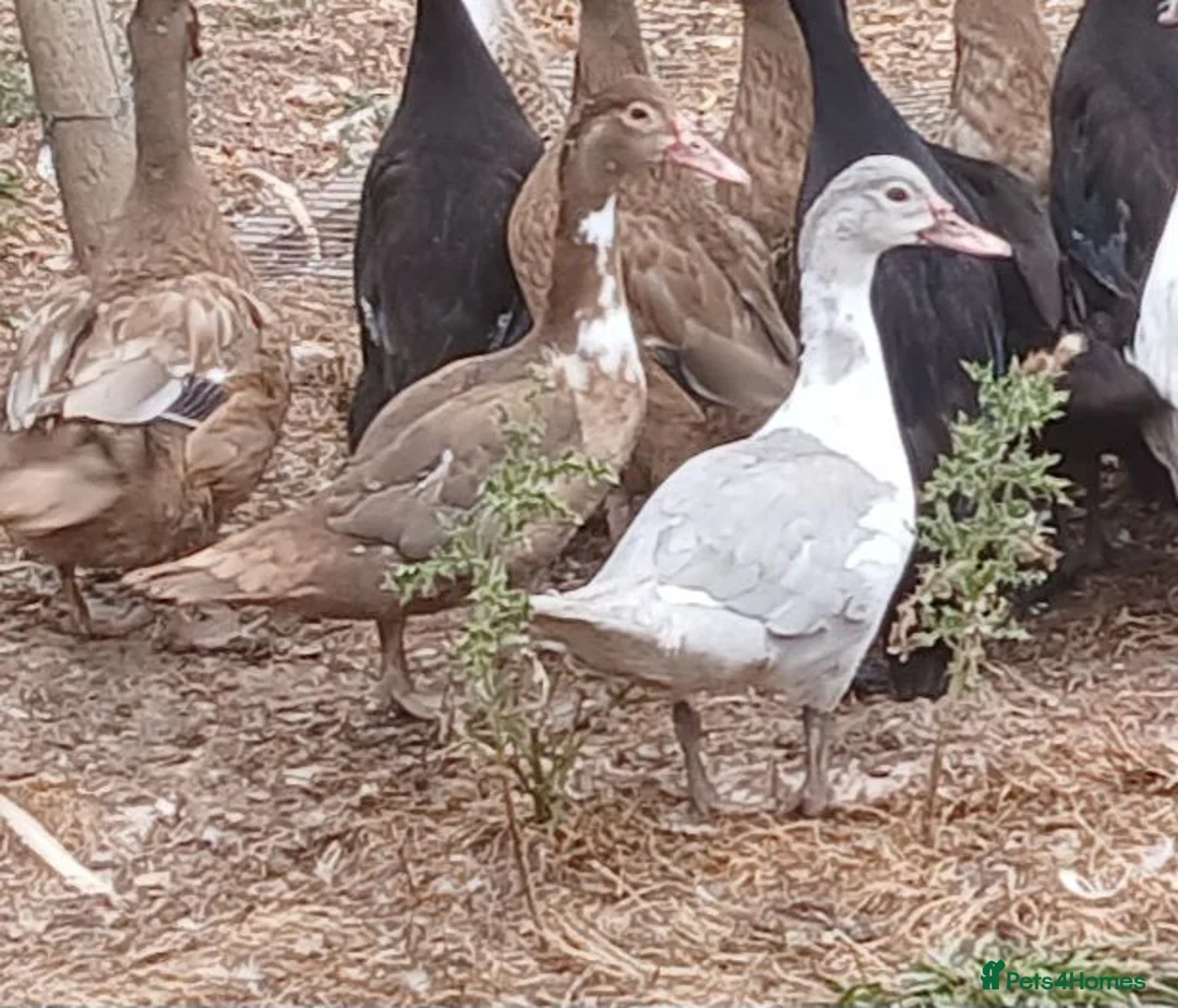 Ducks poultry for sale: Female muscovys - Advert 3