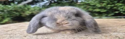 Mini Lop rabbits for sale: 🍓Gorgeous mini lop babies 🍓 - Advert 3