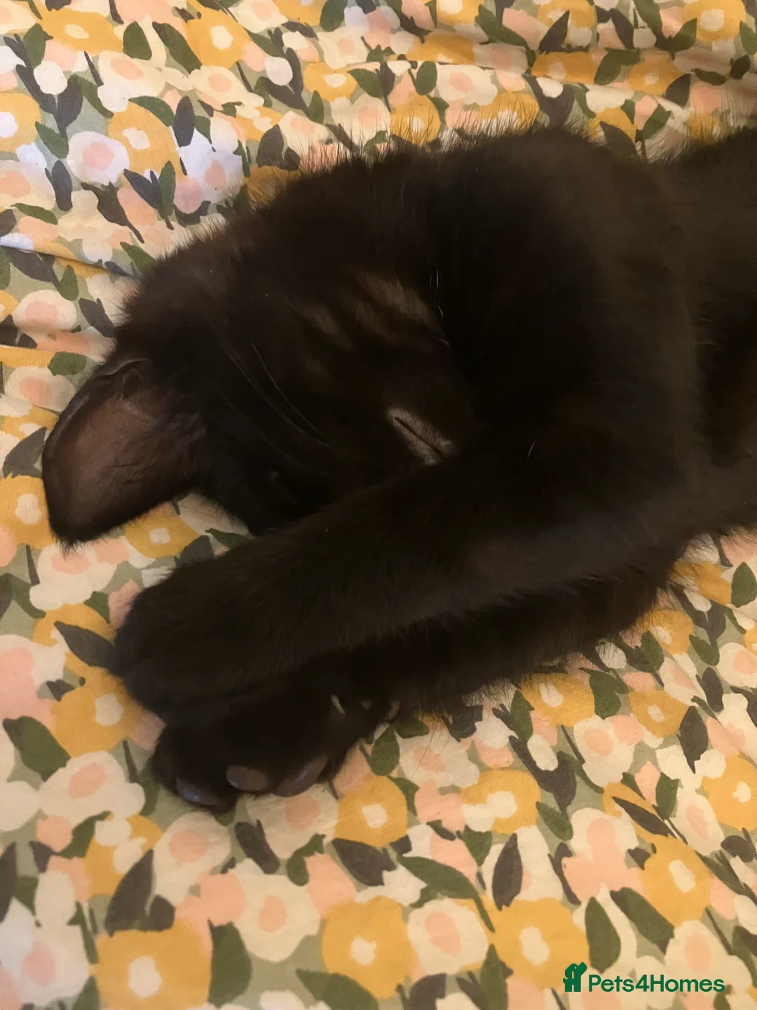 Mixed Breed cats for sale: Black Kitten - 9mts - Looking for forever home! - Advert 4