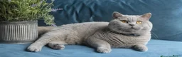 British Shorthair cats for stud: Outstanding champion lilac stud  - Advert 8