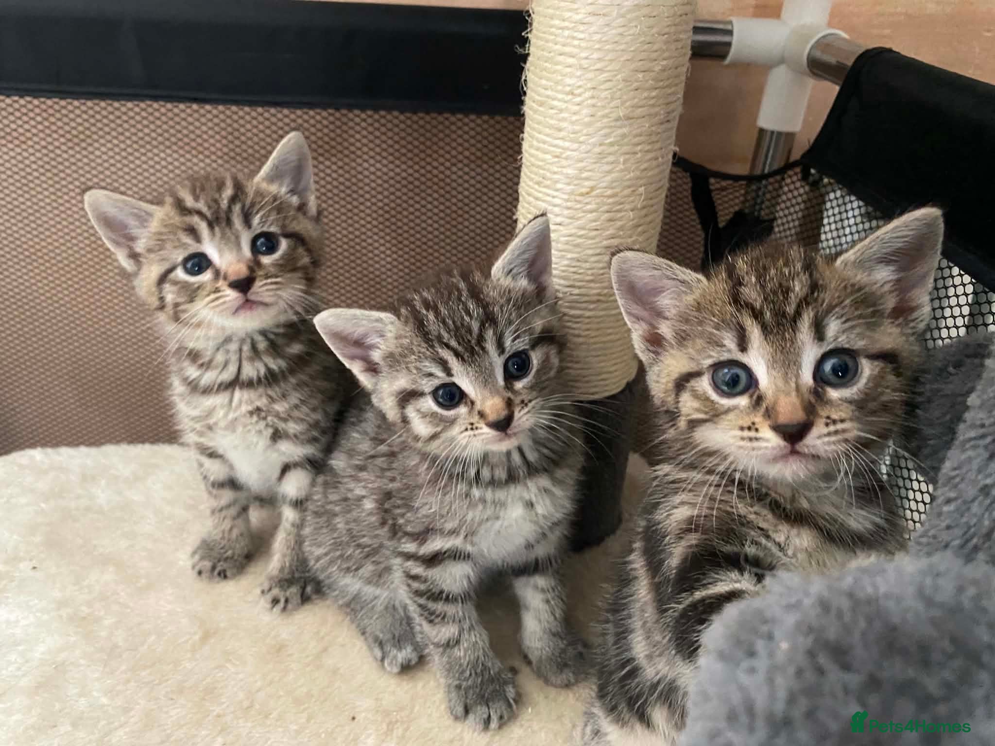 Mixed Breed cats Grey tabby tortie kittens - Advert 20