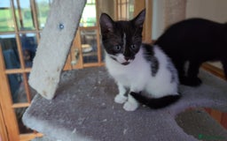 Mixed Breed cats for sale: Beautiful Kittens - Image 15