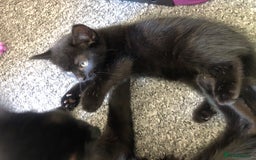 British Shorthair cats for sale: 🐾 A Rare Band of Ghost Tabby Kittens 🐾 - Image 19