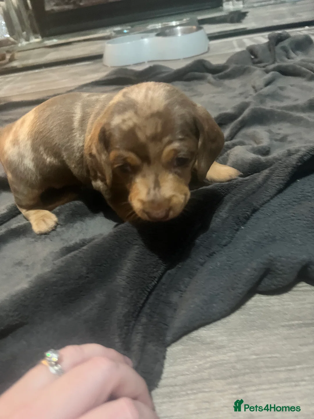 Miniature Dachshund dogs for sale: Minature Dachshunds  - Advert 10