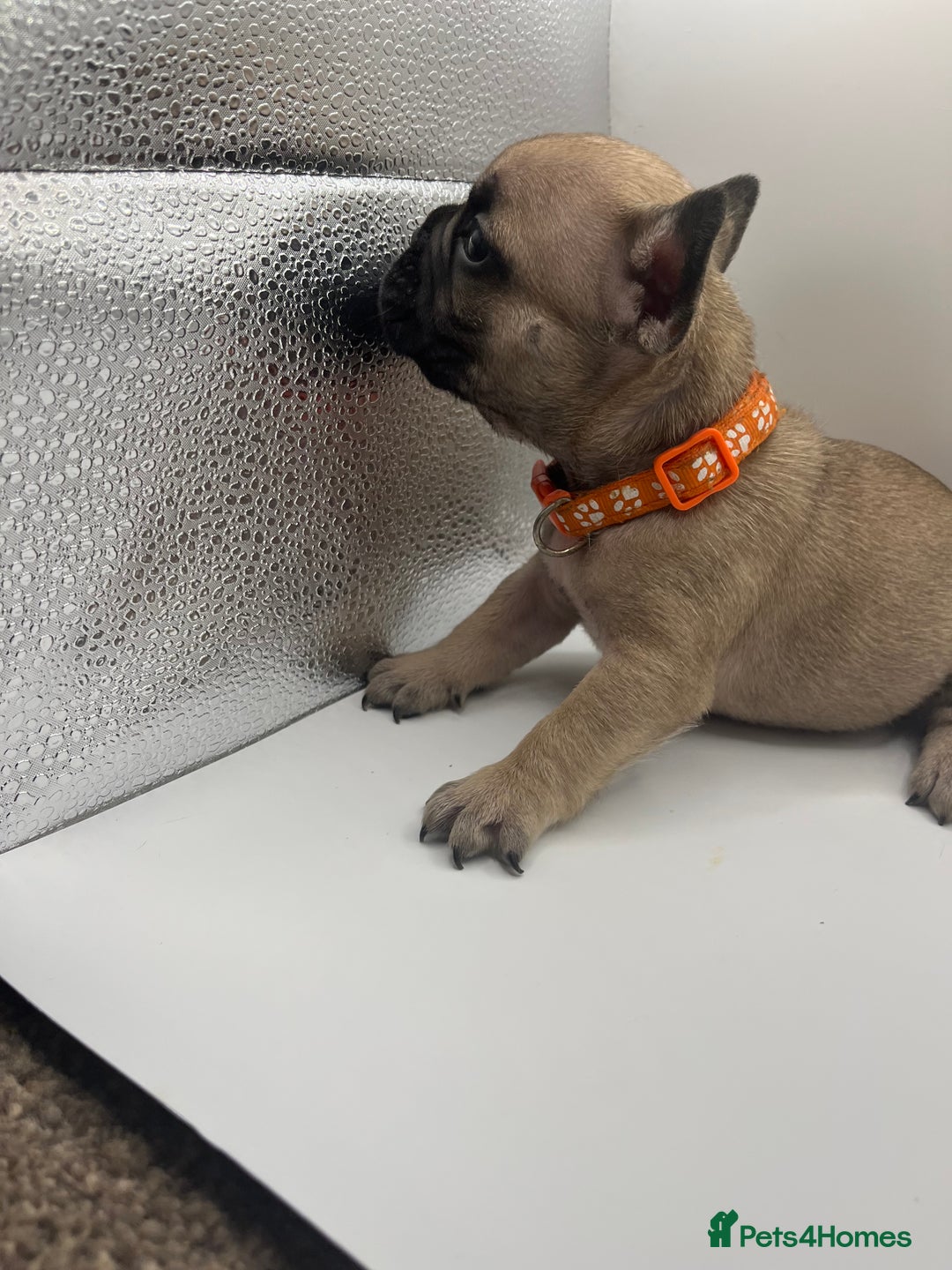 French Bulldog dogs for sale: French bulldog puppies - Advert 13