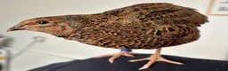 Quail poultry for sale: HATCHING SOON! Coturnix Quail Chicks - Advert 4