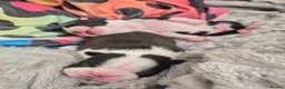 Boston Terrier dogs for sale: X2 Stunning Male Boston Terrier Puppies  in Newcastle upon Tyne - Advert 29