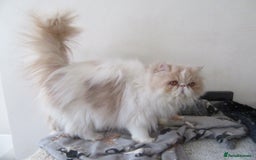Persian cats for sale: Adorable Pedigree Persian Female Available Now - Image 11