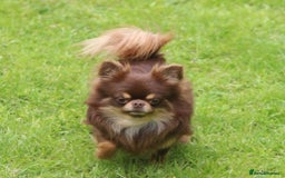 Chihuahua dogs for stud: 🇹🇭THAILAND IMPORT CHIHUAHUA CHOCOLATE LONGCOAT in Alford - Image 3