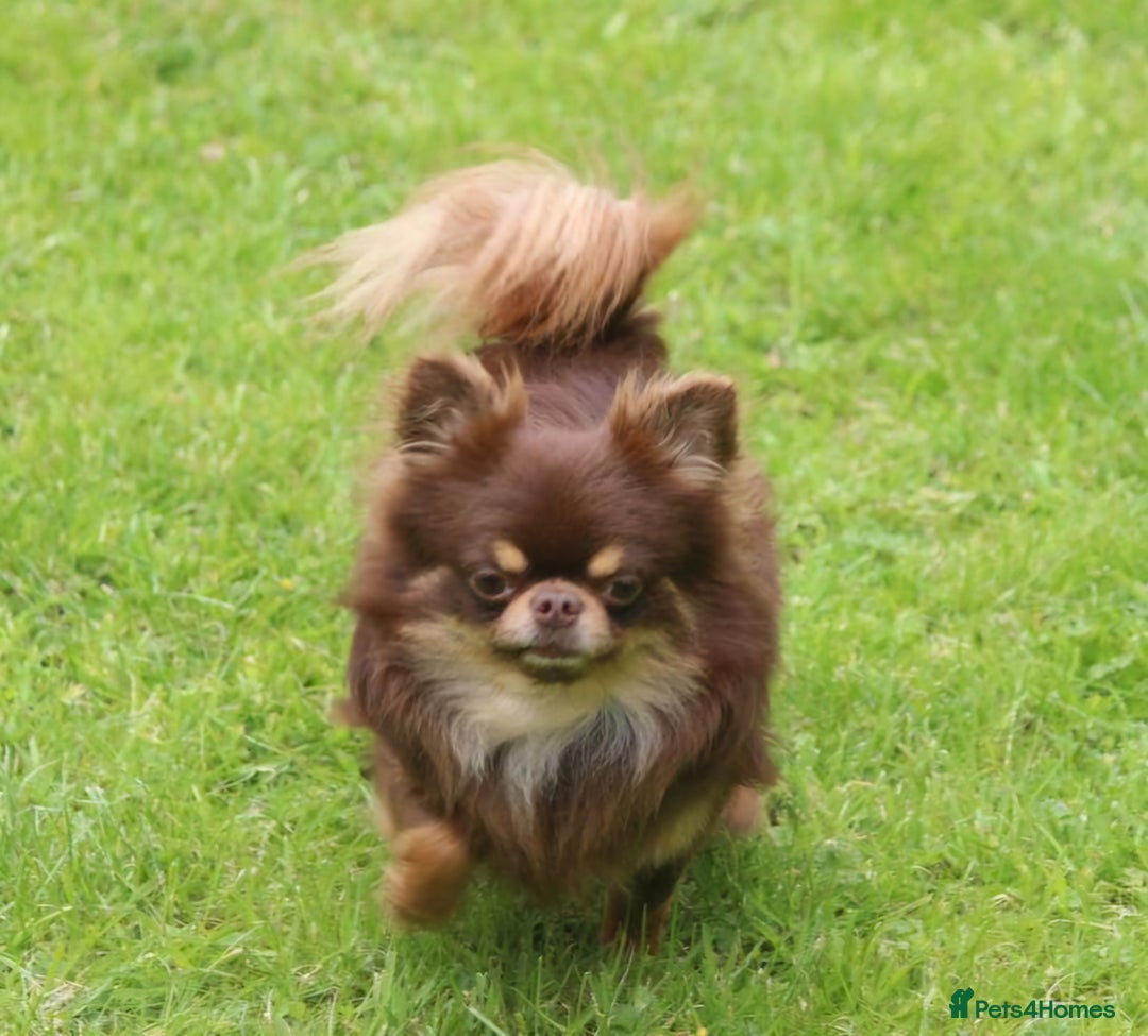 Chihuahua dogs for stud: 🇹🇭THAILAND IMPORT CHIHUAHUA CHOCOLATE LONGCOAT in Alford - Image 3