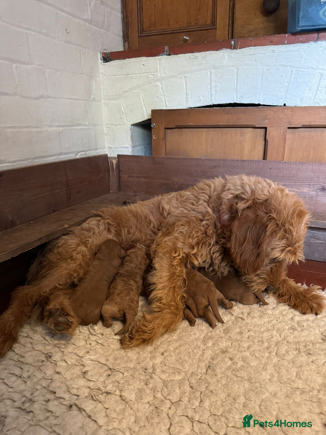 Labradoodle dogs for sale: Quality F1b Miniature Labradoodle - Image 4