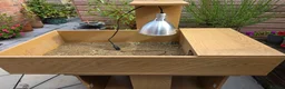 Tortoise reptiles for sale: Adult male horsefield tortoise and set up - Advert 5