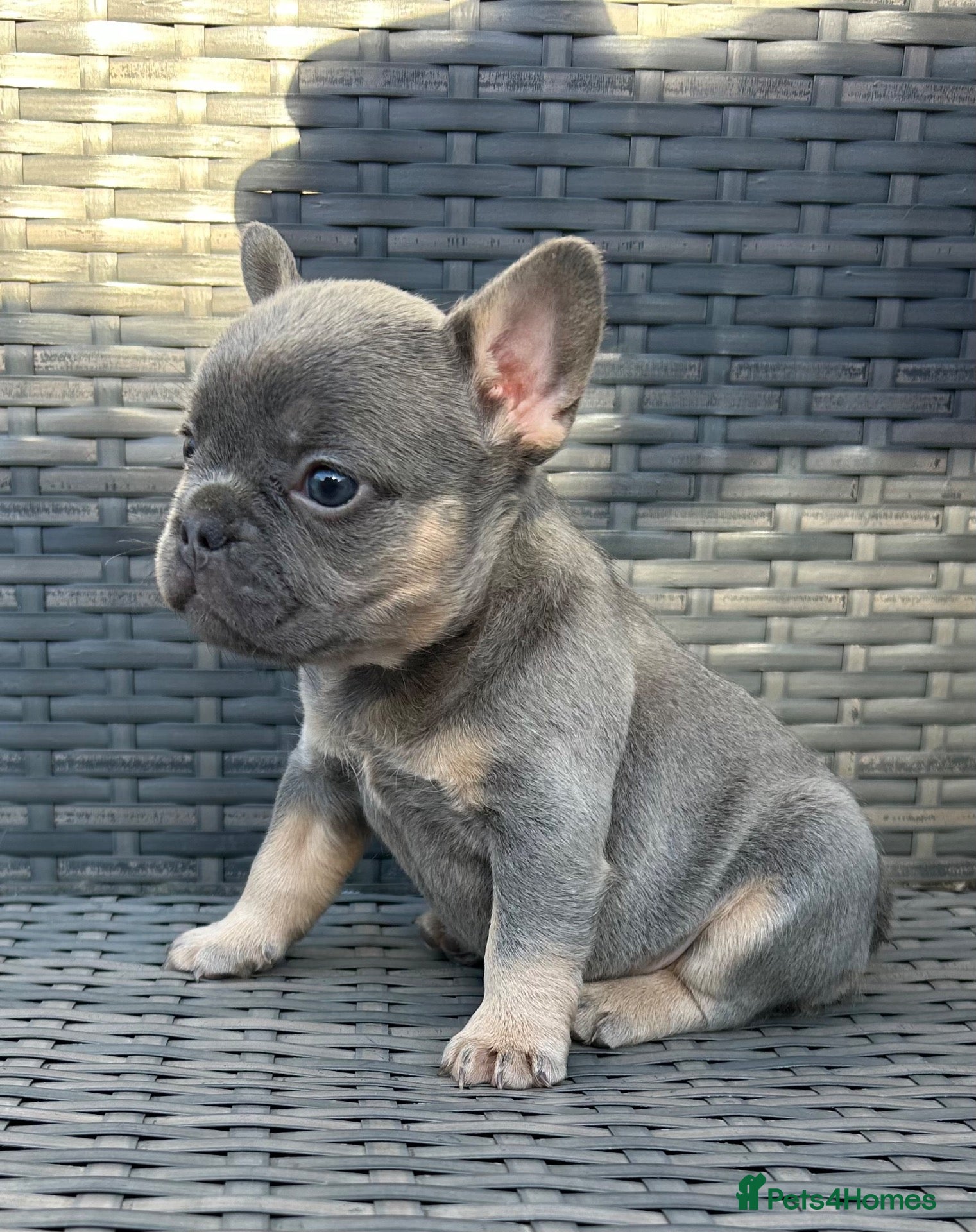 French Bulldog dogs HEALTH TESTED QUALITY FRENCH BULLDOG PUPPIES - Advert 1