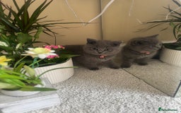 British Shorthair cats for sale: GCCF chunky blue British shorthair kittens😻🐾 - Image 1