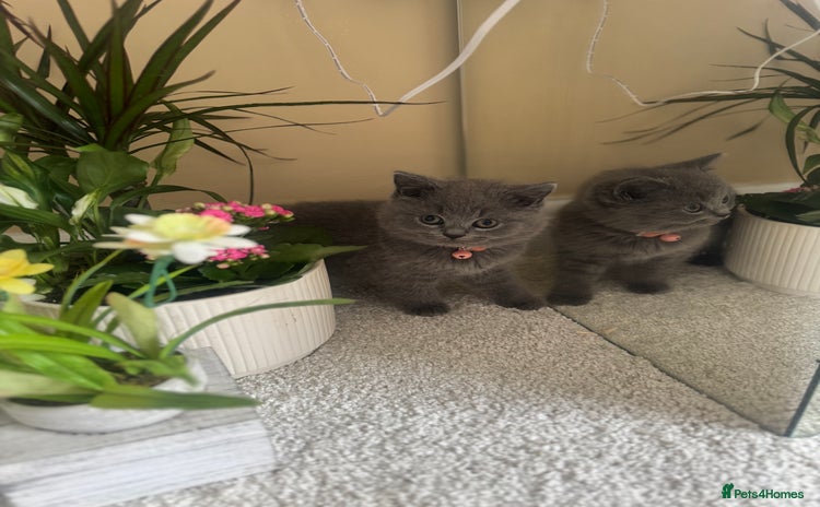 British Shorthair cats - Advert 11