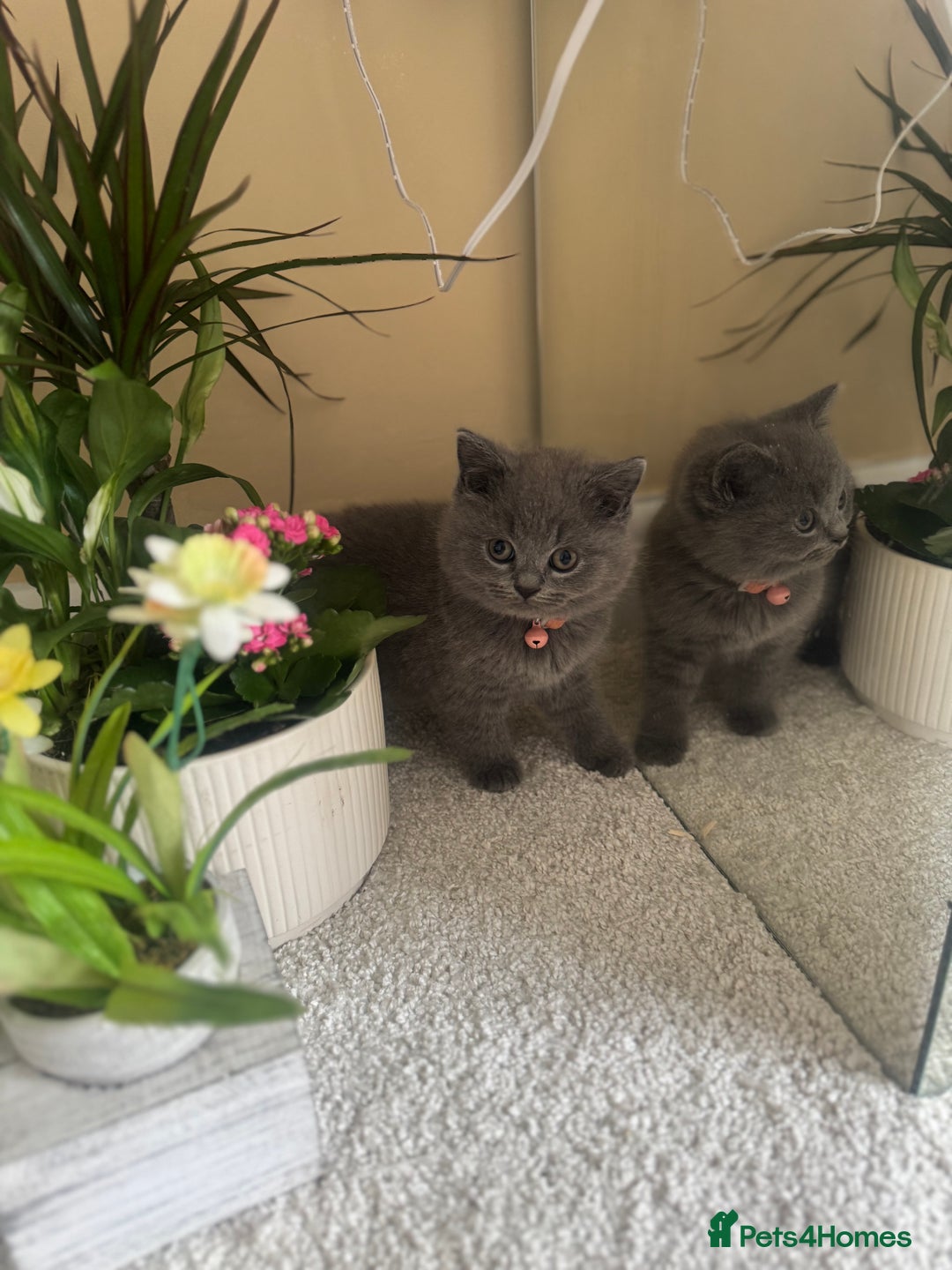 British Shorthair cats for sale: GCCF chunky blue British shorthair kittens😻🐾 - Image 1