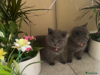 British Shorthair cats - Advert 21