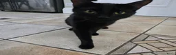 Mixed Breed cats for sale: Beautiful Black Kittens - Advert 10