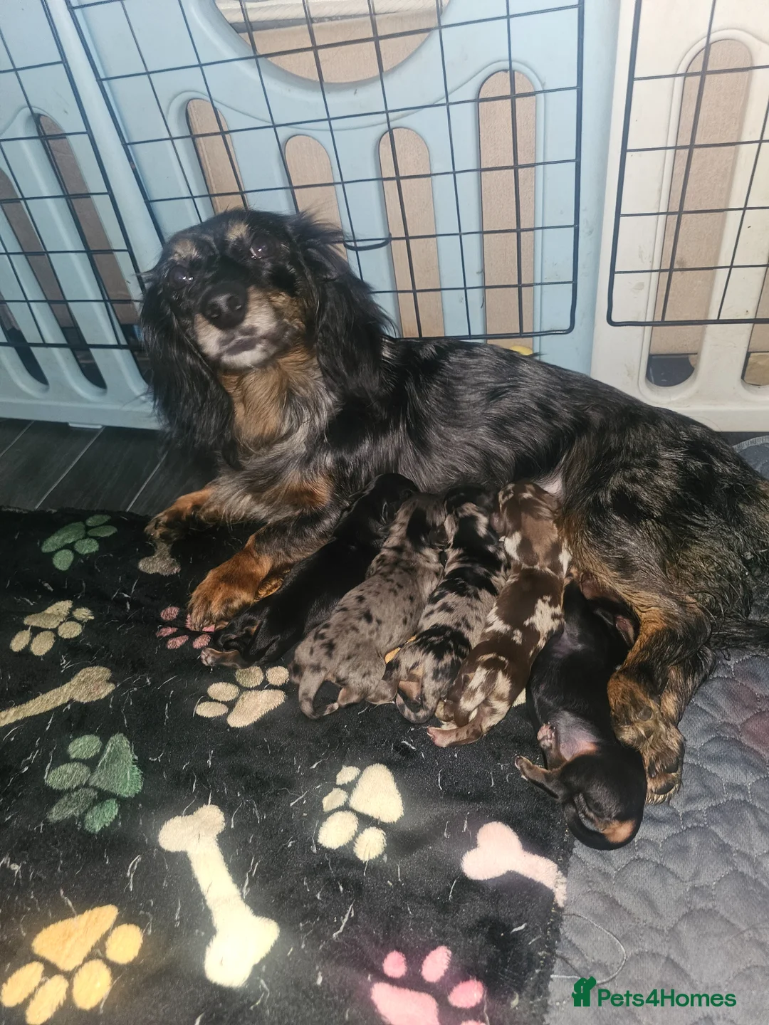 Miniature Dachshund dogs for sale: 3 beautiful longhaired dapple dachshund - Advert 1
