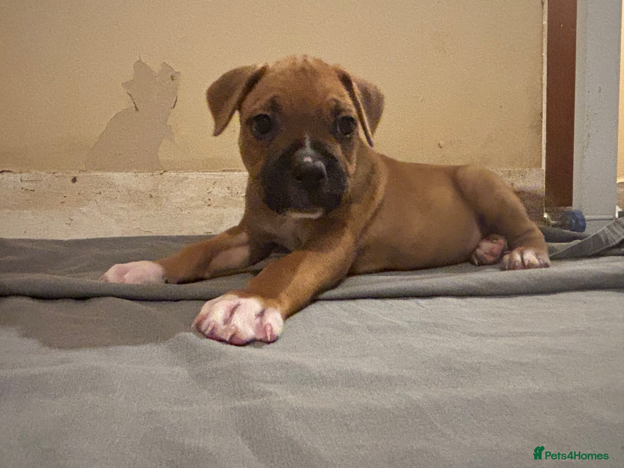 Mixed Breed dogs Mastiff cross. 10 pups (7 boys… 3 girls…)  - Advert 2