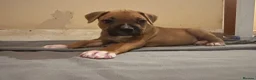 Mixed Breed dogs for sale: Mastiff cross. 10 pups (7 boys… 3 girls…)  - Advert 1