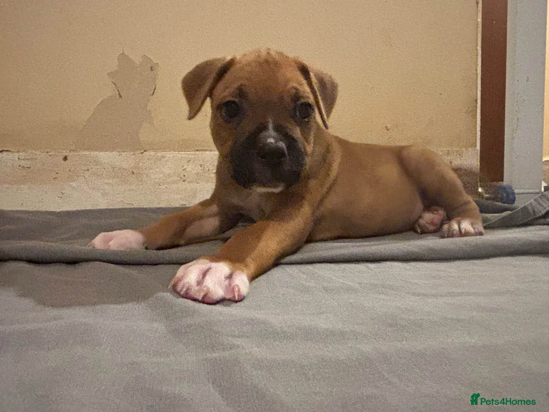 Mixed Breed dogs for sale: Mastiff cross. 10 pups (7 boys… 3 girls…)  - Advert 1