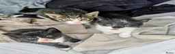Mixed Breed cats for sale: One tabby boy left - Advert 4