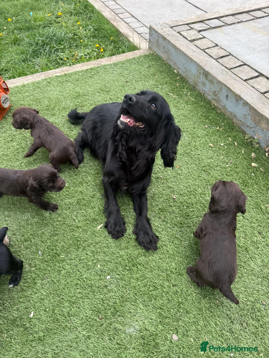 Cocker Spaniel dogs for sale: Working Cocker spaniel puppies  - Advert 2
