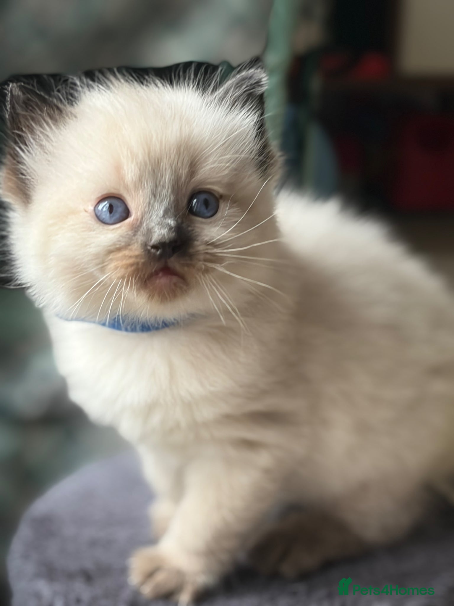 Ragdoll cats 3 remaining! ✨Gorgeous ragdoll kittens✨  - Advert 10