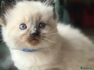 Ragdoll cats 3 remaining! ✨Gorgeous ragdoll kittens✨ - Advert 10