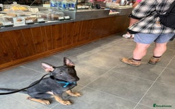 Belgian Shepherd Dog dogs for sale: Belgian Malinois X Dutch Herder  - Image 5