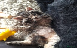 Mixed Breed cats for sale: Hand rearing  long fur kitten - Image 1