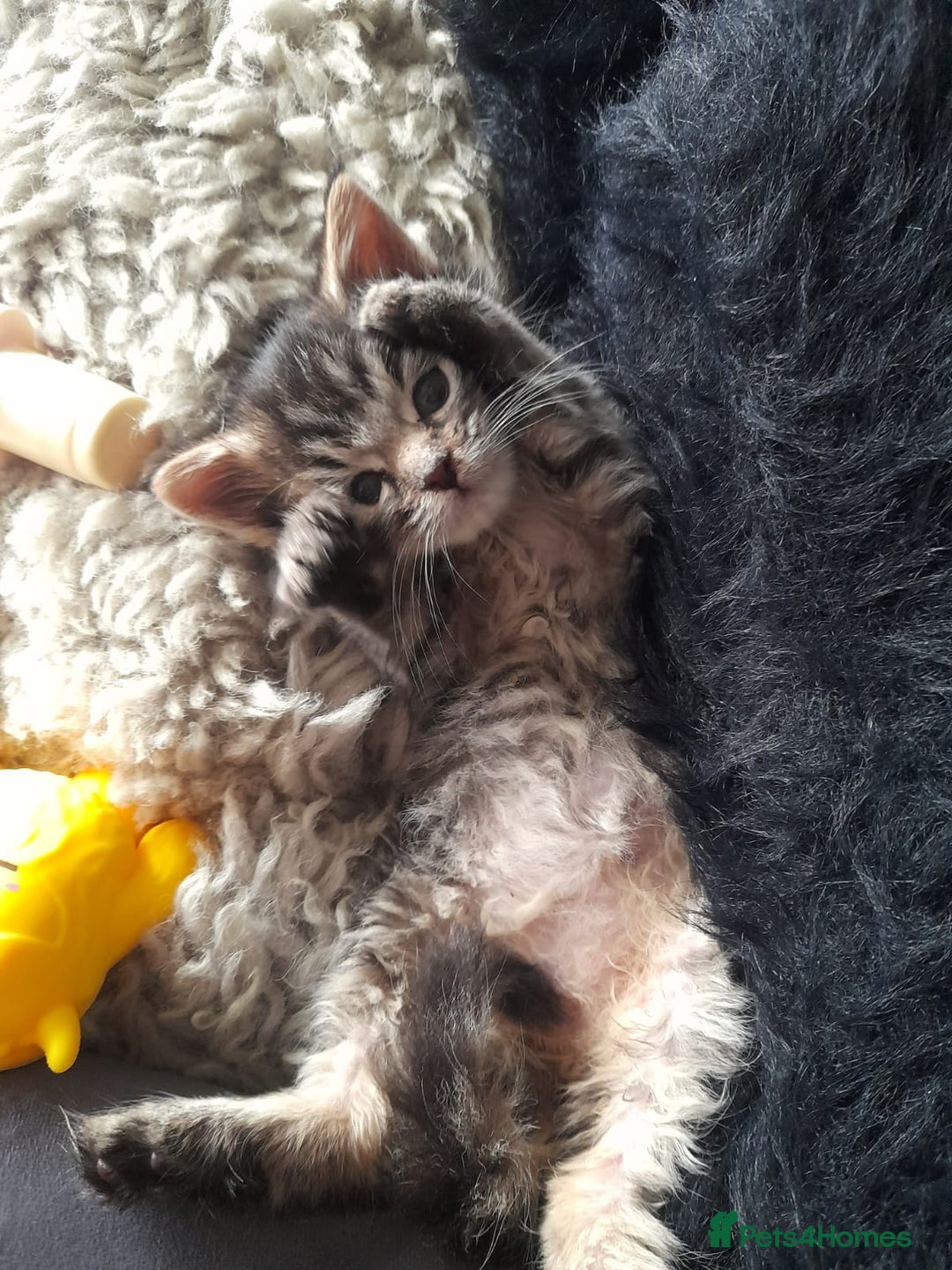 Mixed Breed cats for sale: Hand rearing  long fur kitten - Image 1