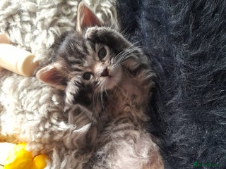 Mixed Breed cats - Advert 30