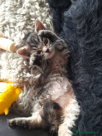 Mixed Breed cats - Advert 3