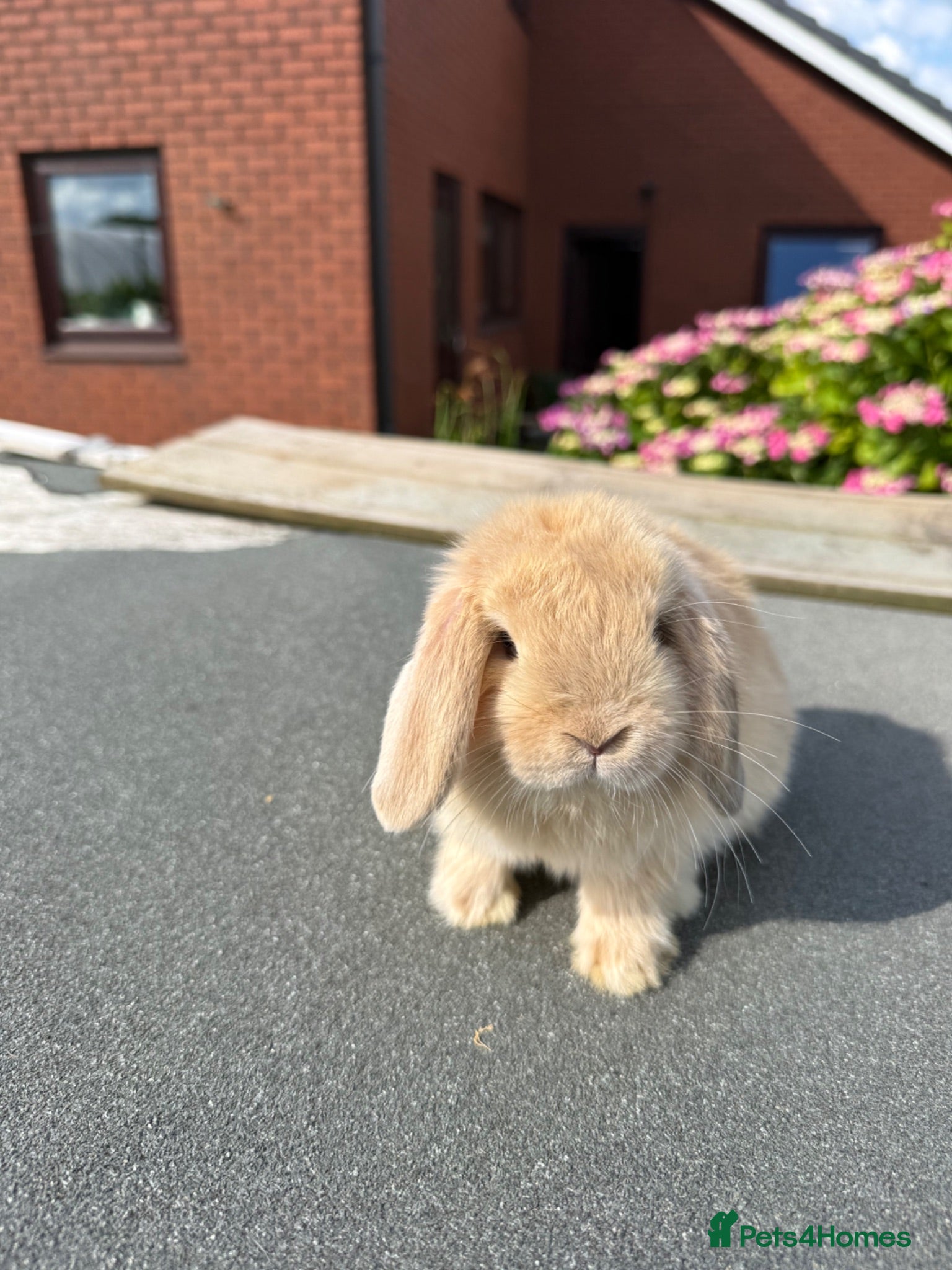 Mini Lop rabbits Mini lops - Advert 13