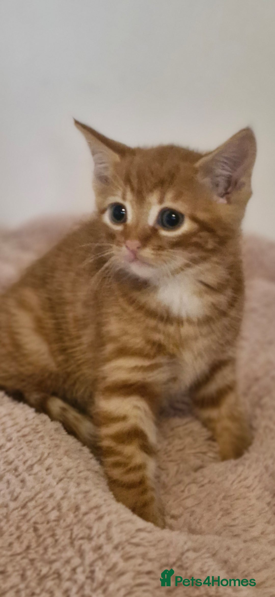 Mixed Breed cats for sale: Beautiful kittens - Image 9
