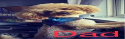Cavapoo dogs for sale: Daisy in Nottingham - Advert 3