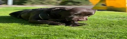 Labrador Retriever dogs for stud: Chocolate lablador retriever  in Glasgow - Advert 5