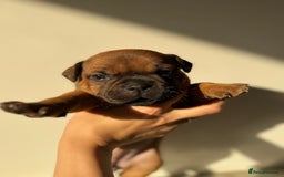 Staffordshire Bull Terrier dogs for sale: Red KC Reg Staffordshire Bull Terrier✨ - Image 1