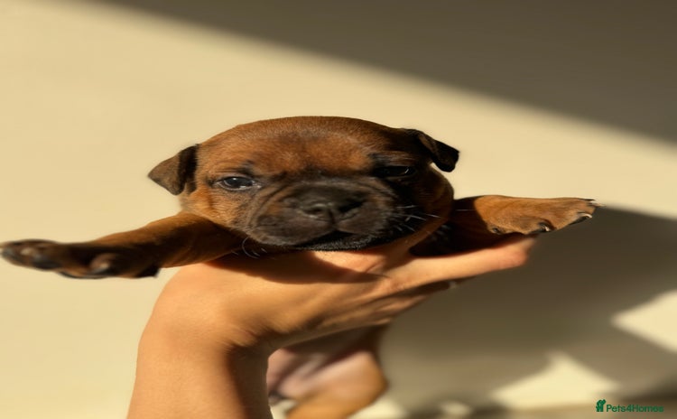 Staffordshire Bull Terrier dogs - Advert 2